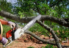 How Our Tree Care Process Works  in  Brookland, AR